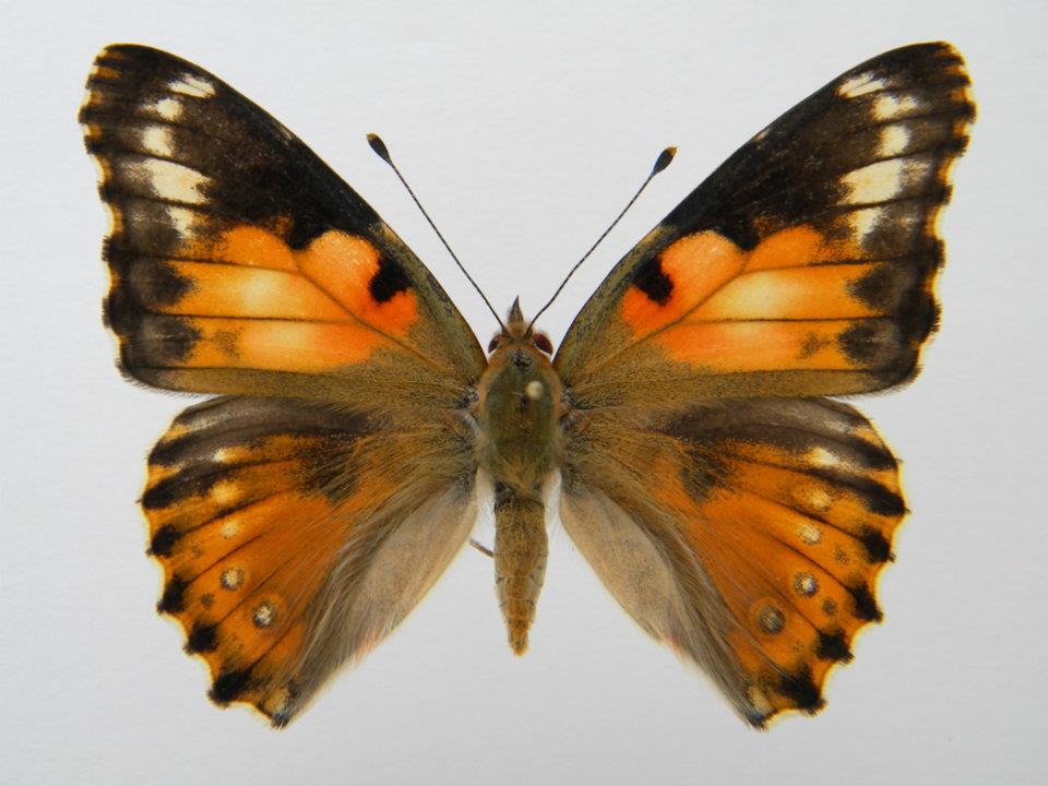 Vanessa cardui Cold shock abb4) (Internet Image property of respective owner, non-commercial use only)